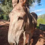 Soller Es Coco * La Figuera
