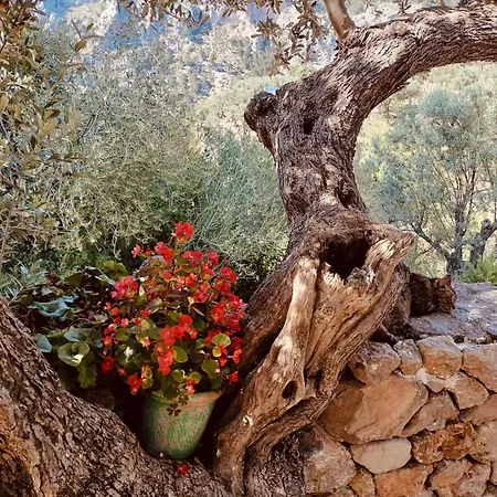 Villa Sóller Es Cocó
